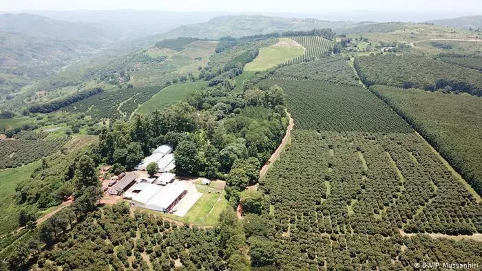 Letty_Mabhena's tweet photo. Govt rescues top coffee farmer

President ED Mnangagwa revokes Minister Ellen Gwaradzimba son’s offer letter and has enabled continued commercial production of the crop at the Farfell Coffee Estate in Chipinge by Mr Richard Le Vieux https://t.co/Uh2PIO6jRd