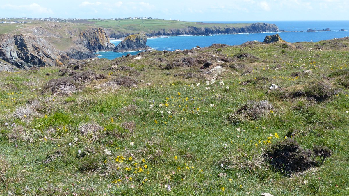 readingbotany's tweet photo. Day 8 of #BotanyBus with @drmgoeswild - Same view different plants at every step! #KynanceCove @RSKEcology @altmills @m_alawfi @Tree_Spotter @AECOM @pennymarshwort @BotanyRNG @BSBIbotany @nationaltrust @NEFieldUnit #plants2019 https://t.co/4CLiywLyDM