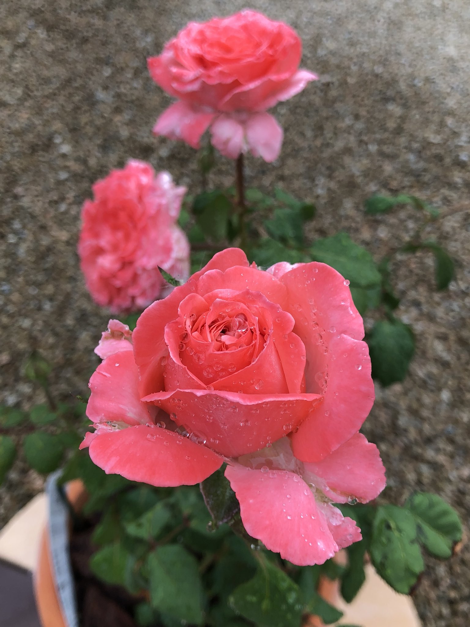 藤田重信 庭薔薇 ローランカブロル Laurent Cabrol 10 T Co 6azfkael64 Twitter