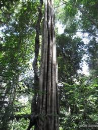 arbolespe's tweet photo. El #Canjilon (Aspidosperma marcgravianum) es un interesante árbol familia de las Apocynaceas, visto en orillas de ríos de Maturin hacia Guayanas, uso medicinal para la malaria y antimicrobiano, la forma del tronco es muy curiosa y atractiva no esta en el #parquedeleste https://t.co/9CX9rr9pvI
