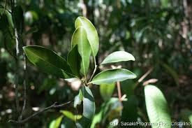 arbolespe's tweet photo. El #Canjilon (Aspidosperma marcgravianum) es un interesante árbol familia de las Apocynaceas, visto en orillas de ríos de Maturin hacia Guayanas, uso medicinal para la malaria y antimicrobiano, la forma del tronco es muy curiosa y atractiva no esta en el #parquedeleste https://t.co/9CX9rr9pvI