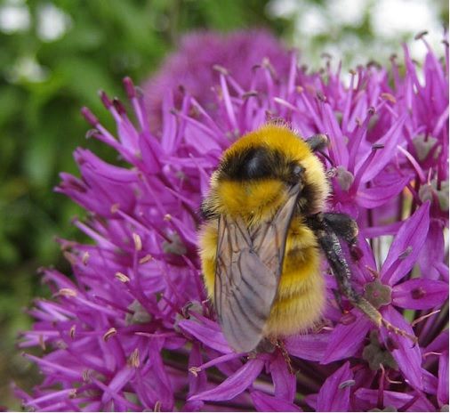 beanzforbeez's tweet photo. RT JohnMuirTrust: Do you live in Northwest Scotland, or are you heading there on holiday this summer? You could help BumblebeeTrust record sightings of the rare Great Yellow Bumblebee 🐝 https://t.co/D1tsYAIYZ3 https://t.co/BXlg8qOXr3
