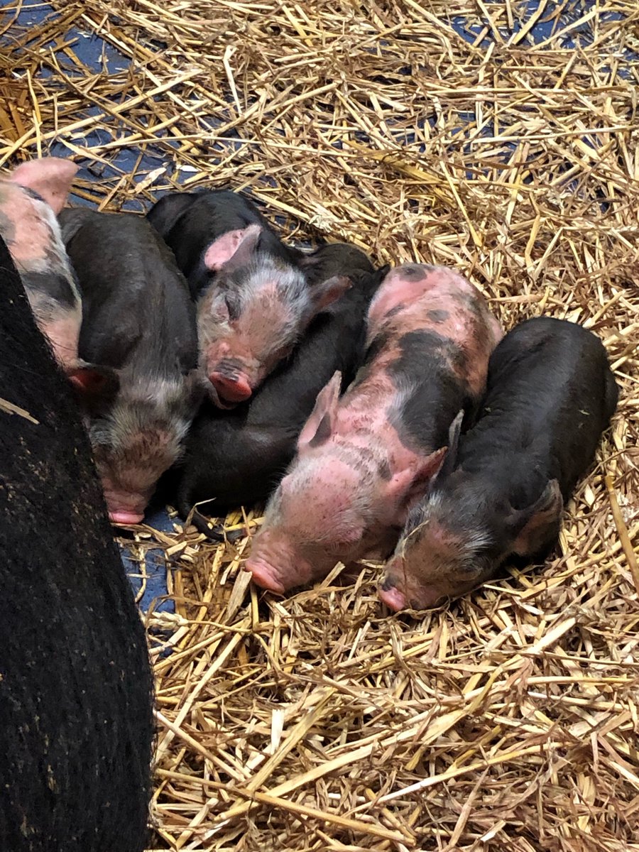 PigletsFarmPark's tweet photo. A PIG welcome to the newest members of our farm family!
🐷🐷🐷💖 #PerfectPiggies https://t.co/4IxfoPDzOS