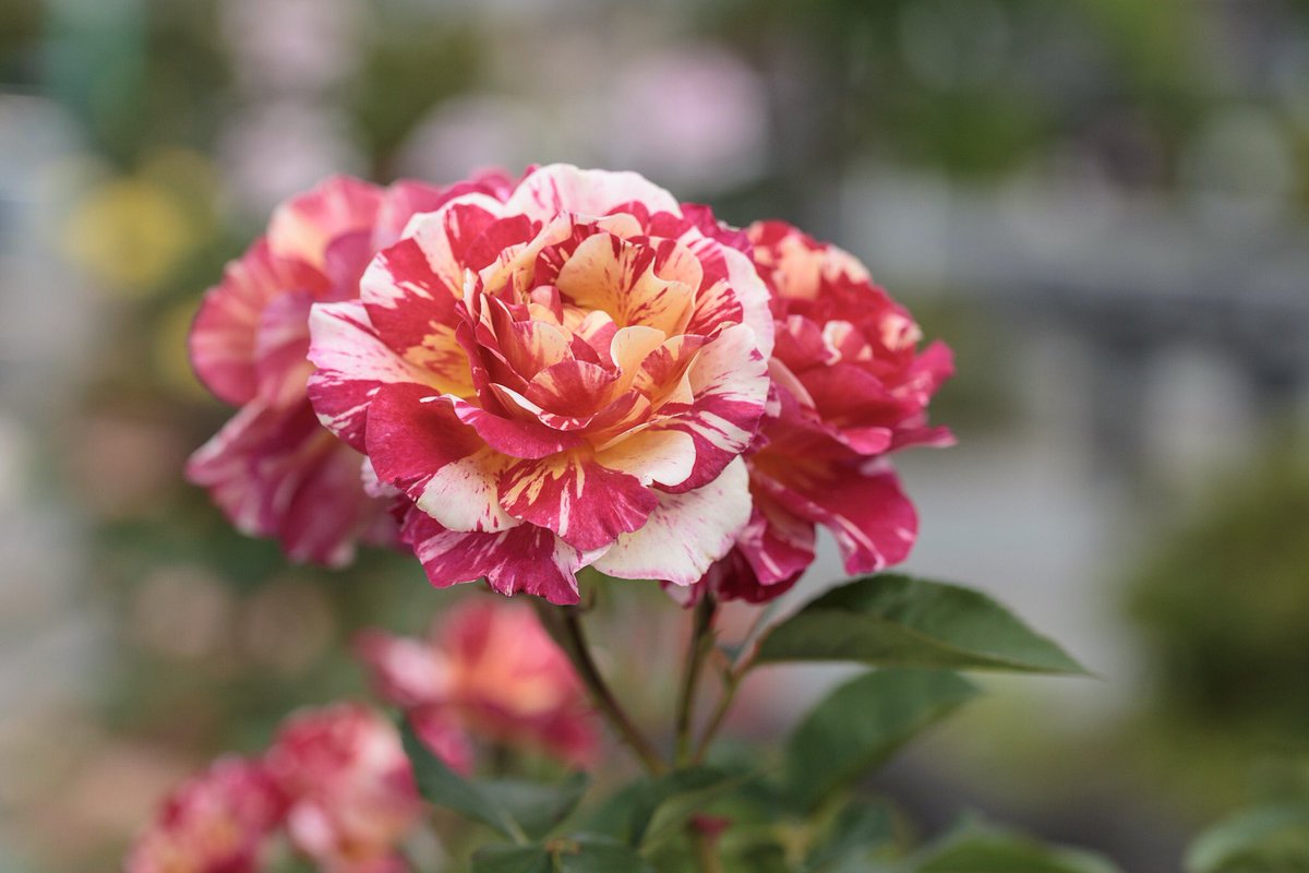 kaz_e46's tweet photo. あんな #バラ やこんなバラ
#薔薇 #ローズ #rose #flower
#f004 #sp90 #tamron #タムキュー #タムロン #canon #canon6d #eos #eos6d https://t.co/B3sP8Cb6rP