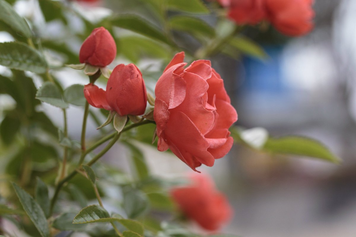 kaz_e46's tweet photo. あんな #バラ やこんなバラ
#薔薇 #ローズ #rose #flower
#f004 #sp90 #tamron #タムキュー #タムロン #canon #canon6d #eos #eos6d https://t.co/B3sP8Cb6rP