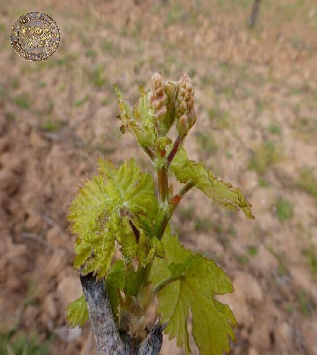 ¡Esto va cogiendo color! 

Cada día que pasa se van vistiendo más los #viñedos de Bodega Campos Góticos.

Todo ello, gracias a una concienzuda tarea de tratamiento y cuidado de nuestras #cepas. 

🗓️Las viñas, de Mayo a Junio.

El fruto del trabajo es el mayor de los placeres.
