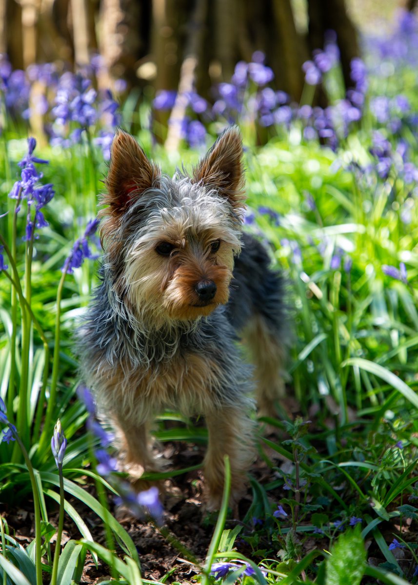 smileitsaparty's tweet photo. @ArgosPets Ella Havell my dog Alfie https://t.co/bQoBtzUbLS