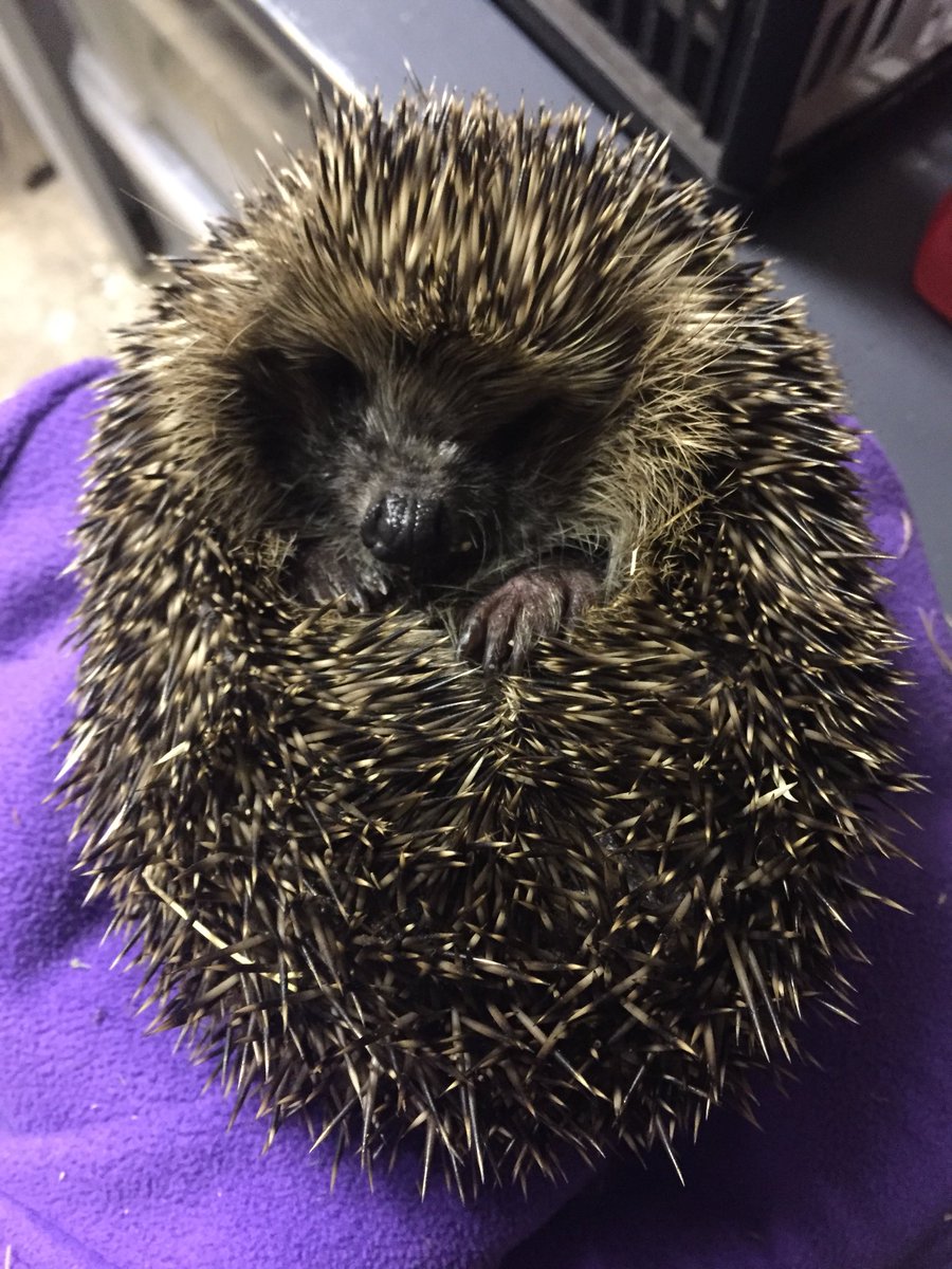 trumpetgayle's tweet photo. Our latest release, Dobby ❤️ only just 100g when we found her in November! Now a lovely round 835g thanks to the wonderful work of @HedgehogChorley #checkbeforeyoustrim #hedgehogs #hedgehogrelease #HedgehogStreet @hedgehogsociety @littlesilverhog  @hedgehoghugh https://t.co/aH30wC7s9D