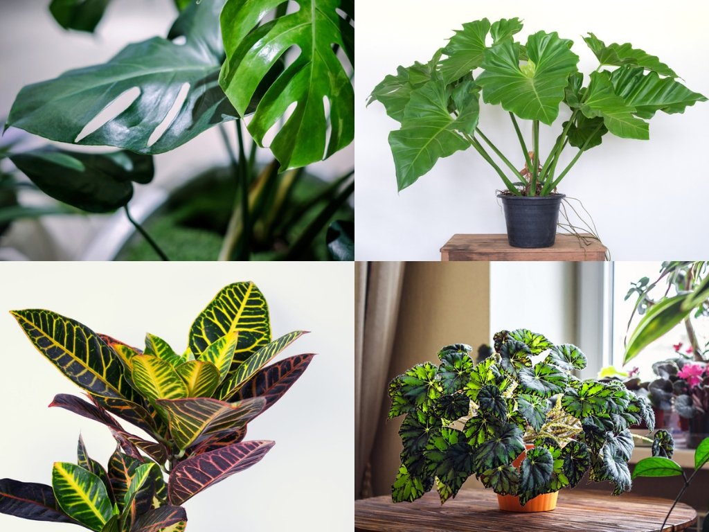 27 Tropical &amp; Exotic House Plants You Should Grow In Your Home - naturallivingideas.com/exotic-house-p… #houseplants #plants #gardener #greenthumb #nature #naturallivingideas