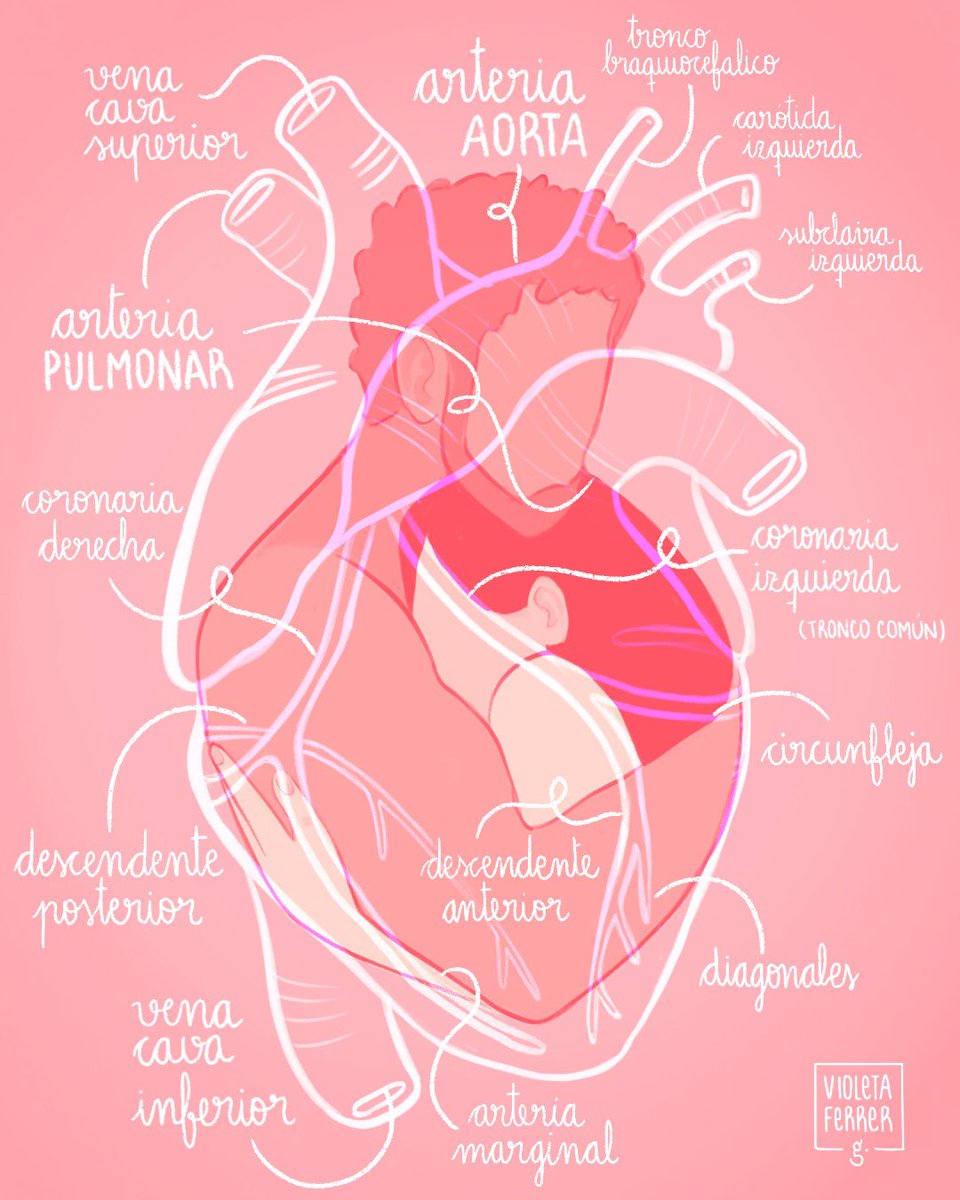 violetaferrerg_'s tweet photo. Hola! Para los que no me conocéis: Soy Violeta, médico R1 de MFyC e ilustradora. Me dedico a hacer ilustraciones médicas y así es como uno mis dos grandes pasiones.

Podéis encontrar más sobre mi trabajo en:
https://t.co/lwjLCkGXtZ

#MedicinaGrafica #ilustracion https://t.co/KDrH7WzYEb
