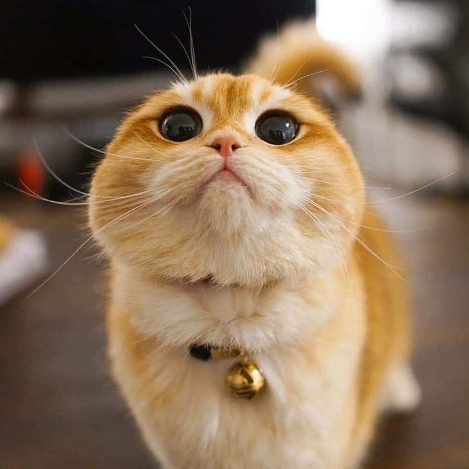 ngoson46's tweet photo. Nhớ e siêu to siêu khổng lồ :| https://t.co/XmrYCrhpgR