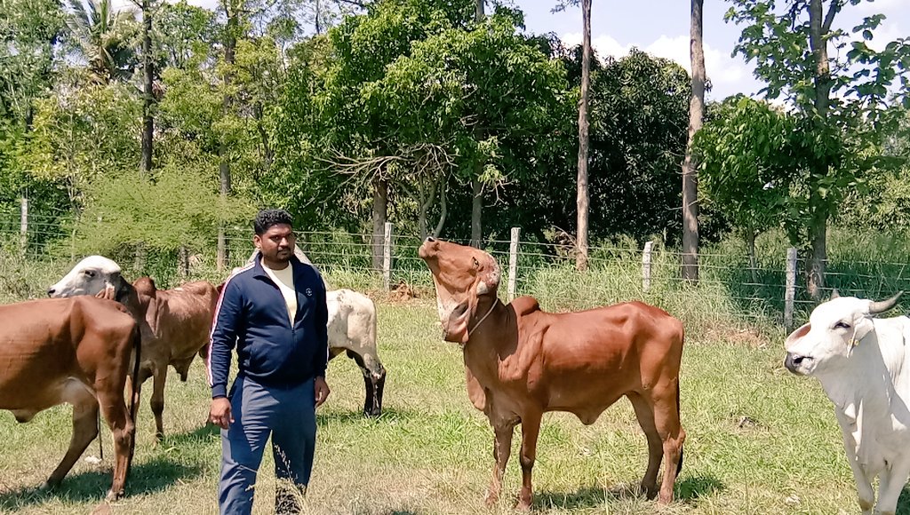 goodwayorganic's tweet photo. The new set of cows are reached Gousala 3 days before directly from Gujarath. Welcome to Karnataka. 
Each and every calf and mother pairs Looks like "Goddess" 
#desicowmilk 
#GOUVEDA 
#GoodMilkAtYourDoorStep https://t.co/pOYkcGPXWr