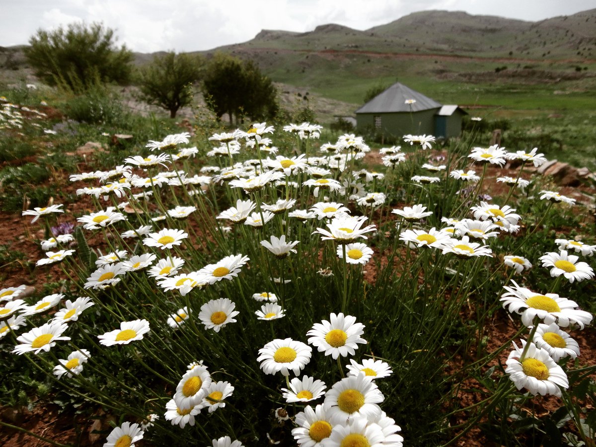Kutluca köyü sarı çicek yaylası
Yayla mescidi 2019 mayıs