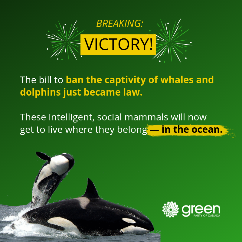 CanadianGreens's tweet photo. #Breaking: When we work together, good things happen.

This is a combined effort from @ElizabethMay, Senators Moore and Sinclaire, key Liberal and NDP MPs, NGOs, marine scientists and everyday people across Canada.

#FreeWilly https://t.co/RRPB91tT9y