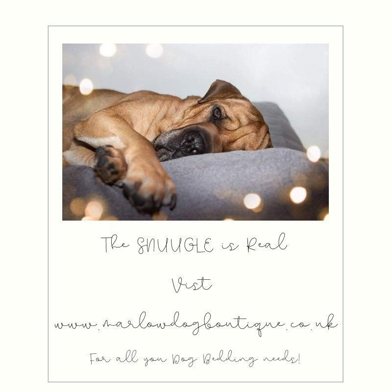 It's not just us Humans that love their beds! 🐾💞🐕 #dogbedsale #dogbedswithstyle #dogbedding #shopdoglife #doggygifts #puppybed #puppylife #londondogsofinstagram #londonboutique #dogsoflondon #pillowdogbeds #dogsleeping #memoryfoamdogbed #hypoallergenicdogbed #shopmarlow