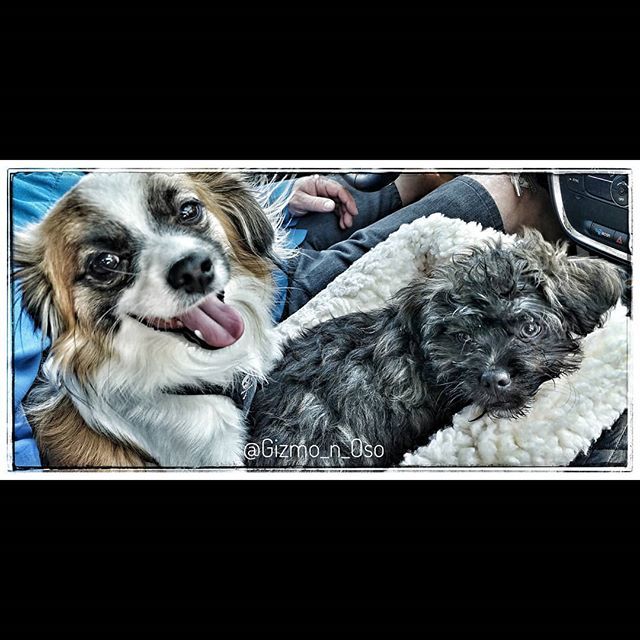 Gizmo_Lowrance's tweet image. Yesterday was Sunday Funday! #brothersmayhem #cutestpuppyever #prapso #prapsopuppy #malshi #maltesemix #shihtzumix #puppylove #tinydogs #AdventureDogInTraining #assistanteditor #cutepuppies  #cutedogs #adorablepuppies #bookchewer #puppiesofinstagram #dog… bit.ly/2Wp9iXv