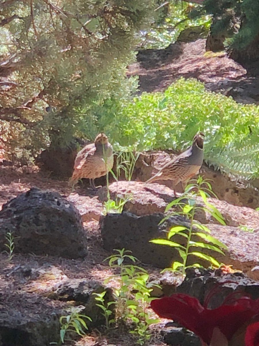 At our summer home in Bend OR, a quail couple stopped by to take a bath in the water feature