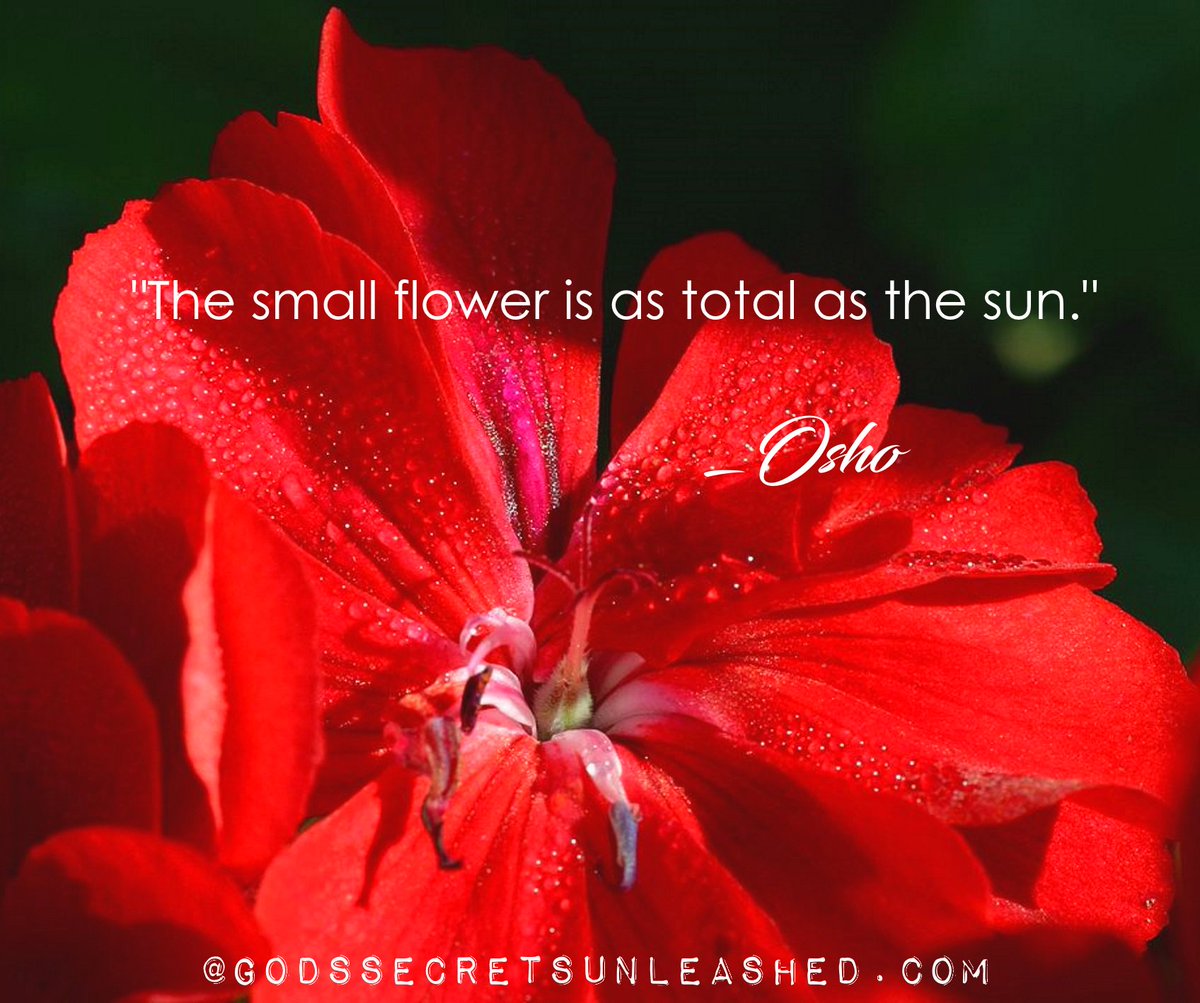 Sherolynn Braegger On Twitter The Small Flower Is As - 