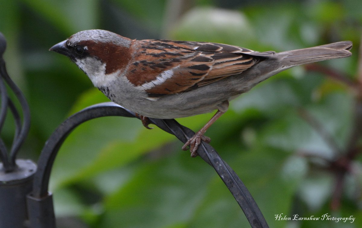 HLEarnshaw's tweet photo. Day 10: Sometimes all you have to do is look out the window to enjoy and connect with nature - goldfinch, starling, house sparrow and magpie all in the garden. #30DaysWild @30DaysWild @wildlife_uk https://t.co/fg9TDay1uz