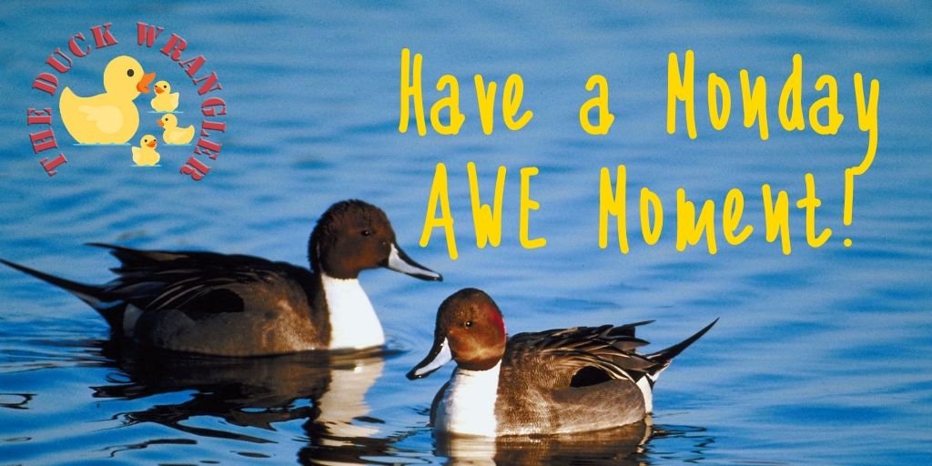 sandywbrantley's tweet photo. Try to remember the last time something left you speechless in a good way... That total state of Awe.   Find something about today that has you in Awe then come and tell me about it. 

#mondaymotivation #mondaymorning #theduckwrangler #awesome #lifemoments https://t.co/M0Rz7Q0Qh1