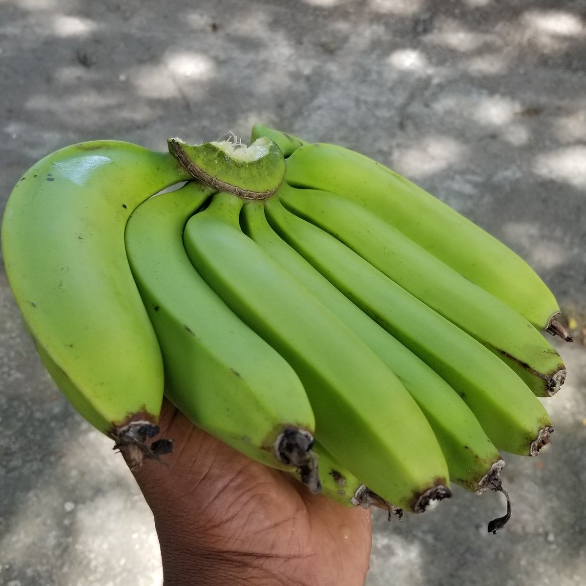 realMadFlava's tweet photo. the fruits of my friends labor
#farming #Jamaica https://t.co/4qbrcOU9NR
