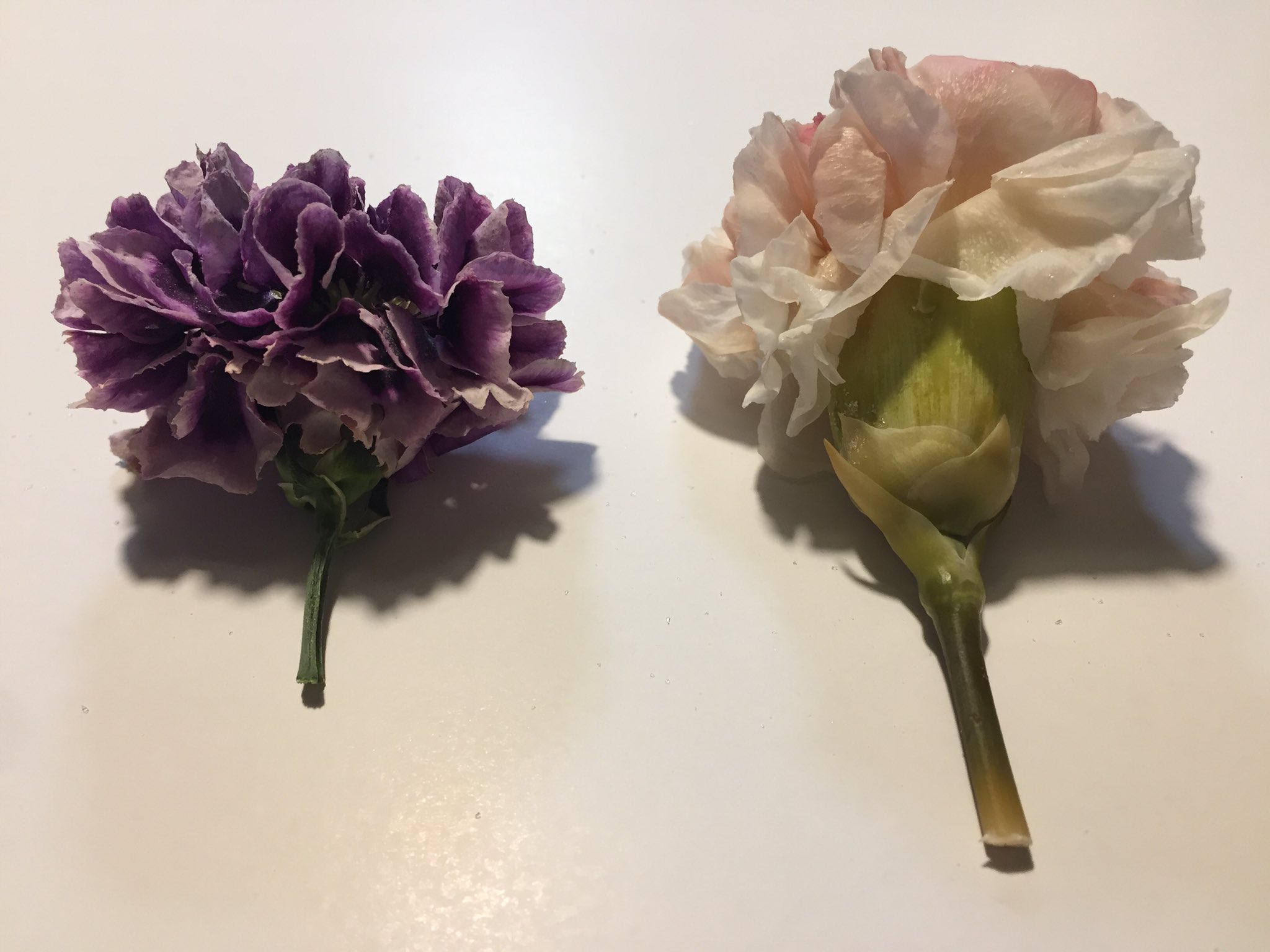 れんか໒ ネットで作り方を調べて事前に実験してみたのがこちら 左のドライフラワーはシリカゲル使用 右のプリザーブドフラワーはエタノールとグリセリンとプリンタインク 着色用 使用 比較するなら同じ種類の花を使うべきだった T Co