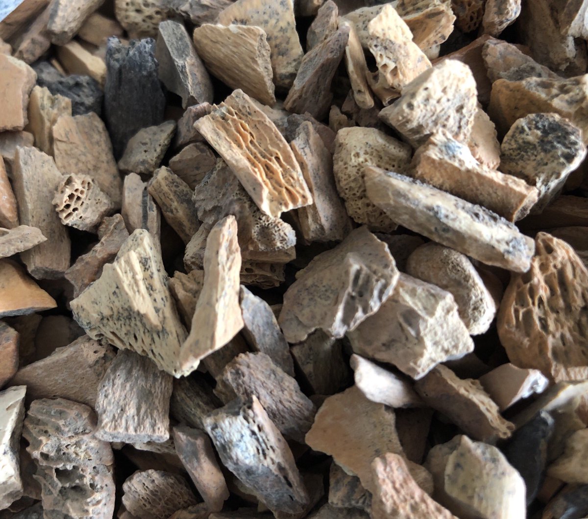 Katerina__Douka's tweet image. Spot the Denisovan bone! 2 weeks at the IVPP (Beijing) &amp;amp; @IAET_SBRAS__NAP (Novosibirsk), visiting great colleagues, giving talks &amp;amp; collecting samples. Check out the Tuul River from above &amp;amp; the massive Stegodon zdanskyi from Gansu #FINDER_project @ERC_Research