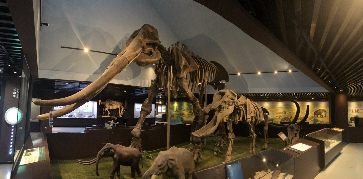 Katerina__Douka's tweet image. Spot the Denisovan bone! 2 weeks at the IVPP (Beijing) &amp;amp; @IAET_SBRAS__NAP (Novosibirsk), visiting great colleagues, giving talks &amp;amp; collecting samples. Check out the Tuul River from above &amp;amp; the massive Stegodon zdanskyi from Gansu #FINDER_project @ERC_Research