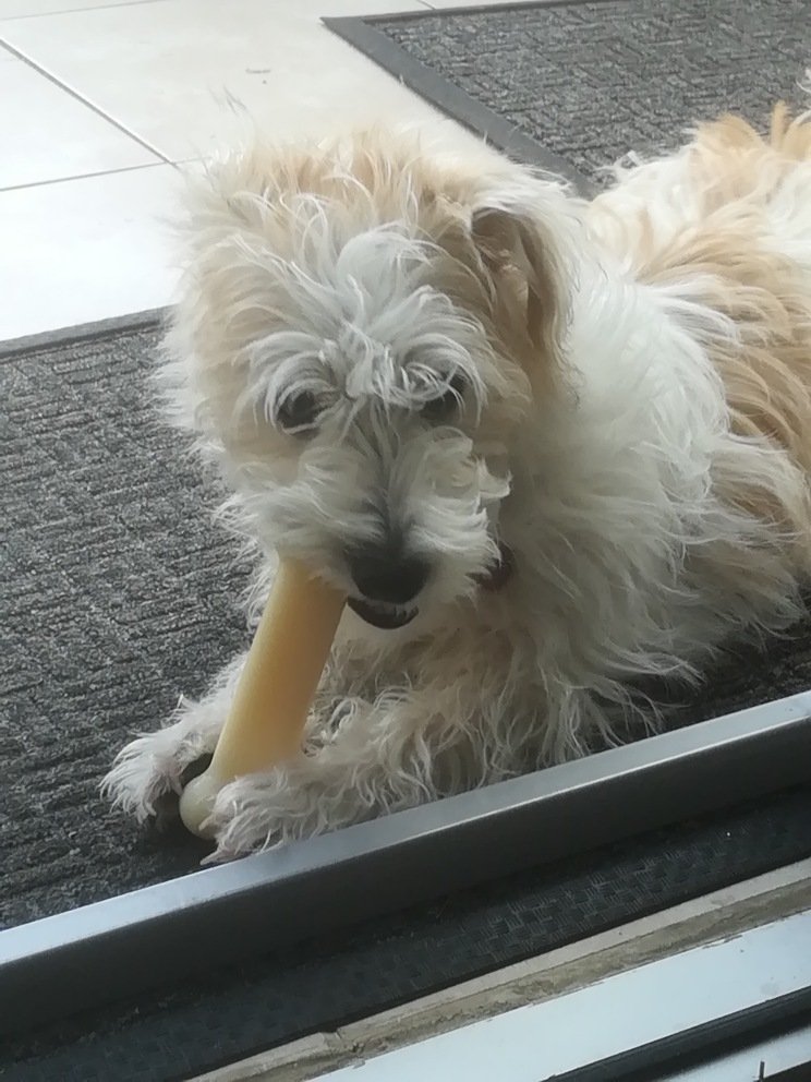 indysoosie's tweet photo. @polscotdogs Oooh hi #PDIndy you are so handsome, ah'm feeling a bit swoony 😘😘😘 You can share ma chewy bone anytime ♥️♥️♥️♥️♥️
 
Love Indy (not a police dug, in case that wasn't obvious lol) https://t.co/OBLU0tIFZB