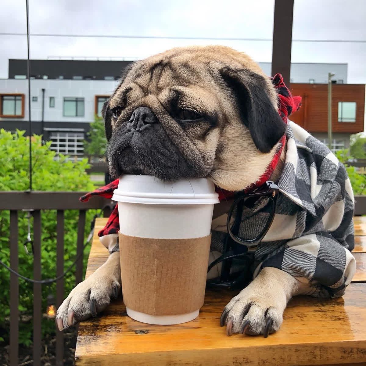 GetSmartWork's tweet image. Mondays have us like...
#repost from @dougthepug