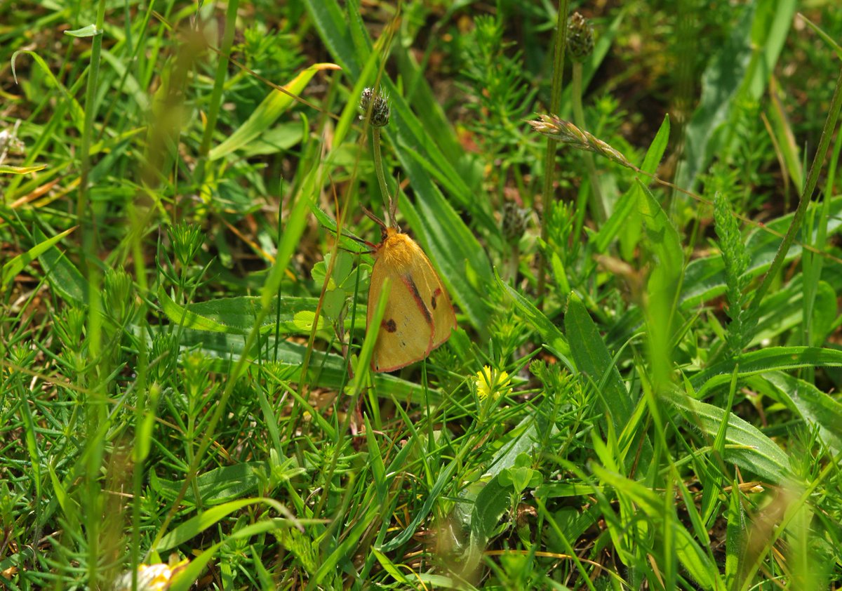 GoodyearLiz's tweet photo. Two more #SmallBlue yesterday seen with @sesame86 #CranwichCamp @BC_Norfolk in a totally different area. Took over 2 hours to find them. Also some lovely #day_flying_moths. #BroadBorderedBeeHawkmoth #CloudedBuff #MarbledClover #MothsMatter @SharonHearleBC @DavidNorgate https://t.co/UXPyCg1plg
