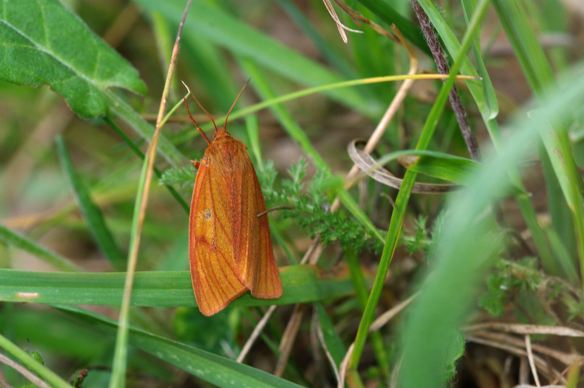GoodyearLiz's tweet photo. Two more #SmallBlue yesterday seen with @sesame86 #CranwichCamp @BC_Norfolk in a totally different area. Took over 2 hours to find them. Also some lovely #day_flying_moths. #BroadBorderedBeeHawkmoth #CloudedBuff #MarbledClover #MothsMatter @SharonHearleBC @DavidNorgate https://t.co/UXPyCg1plg