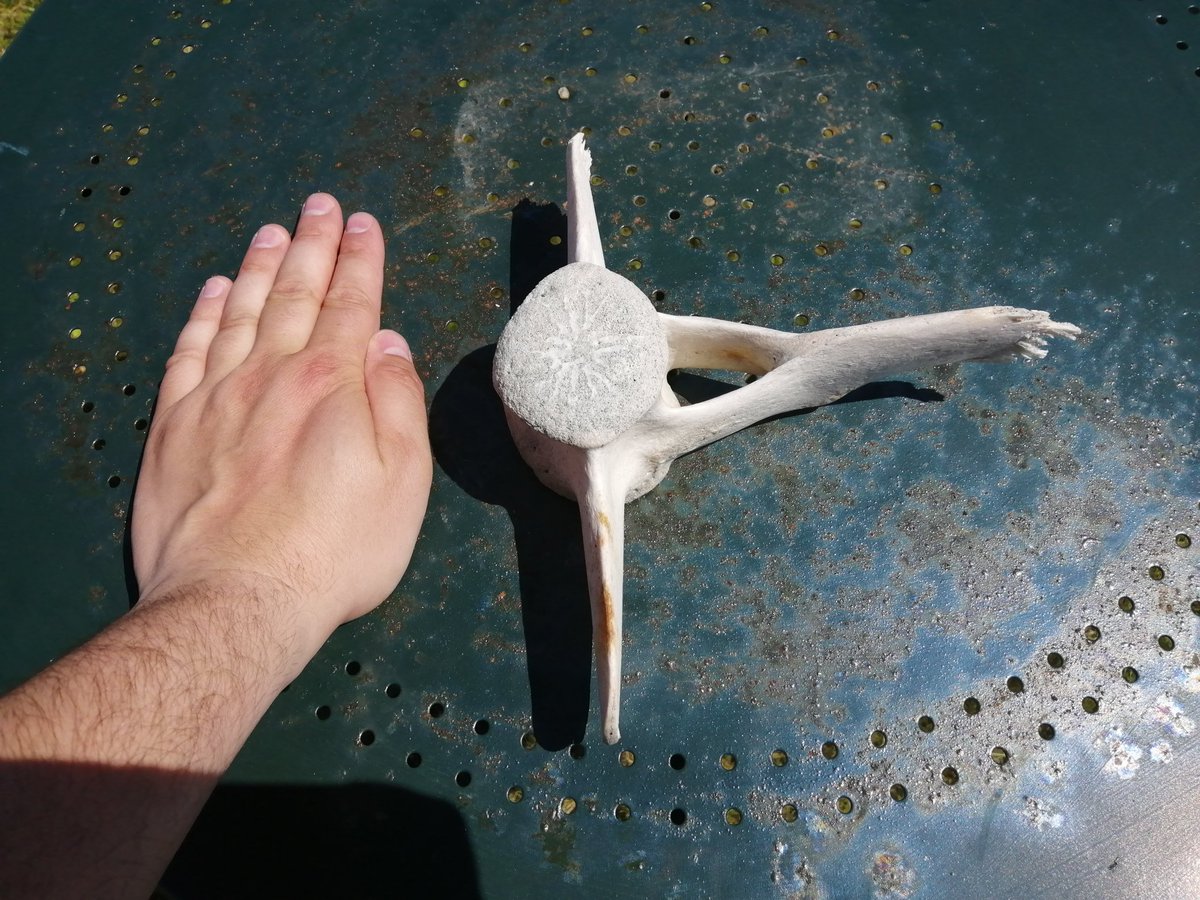 Eric O'Donnell tweet media