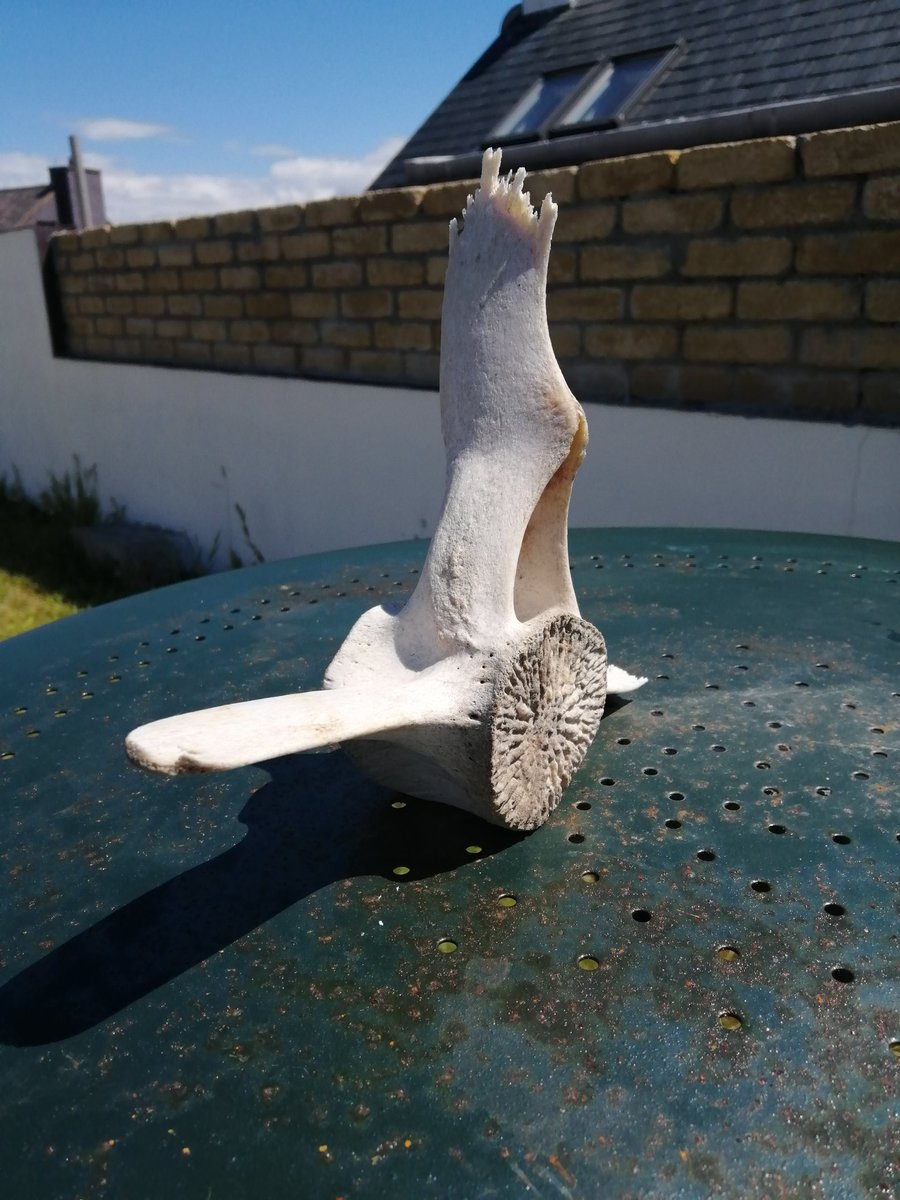 Eric O'Donnell tweet media