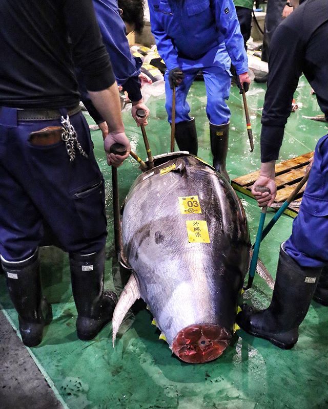 Toyosu Fish Market is the largest wholesale fish market in the world. Today, we bring you to their super famous tuna auction. Only the tuna auction area has green floors since the red tuna meat stands out the best against the green backdrop. The <a href="/CanonUSA/">CanonUSA</a> #EOSRP mirrorless c…