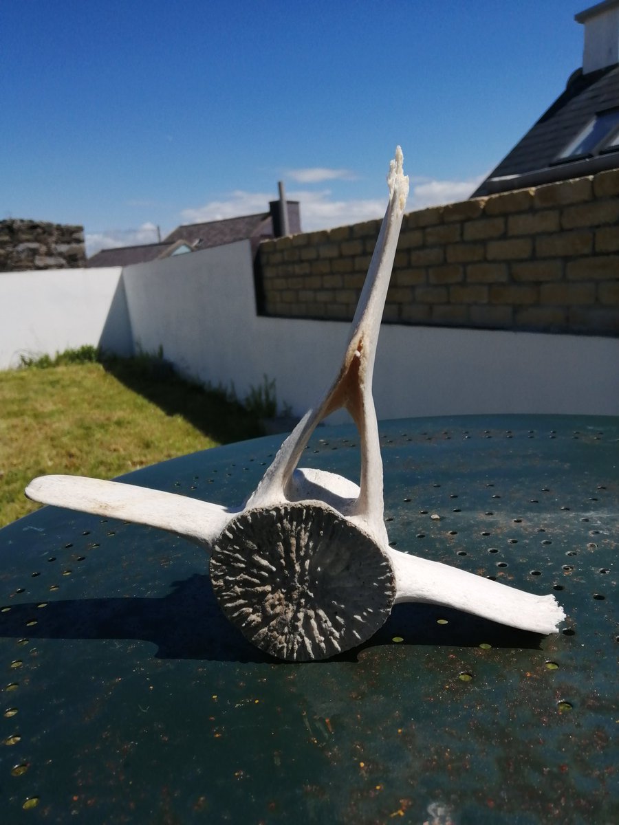 Eric O'Donnell tweet media