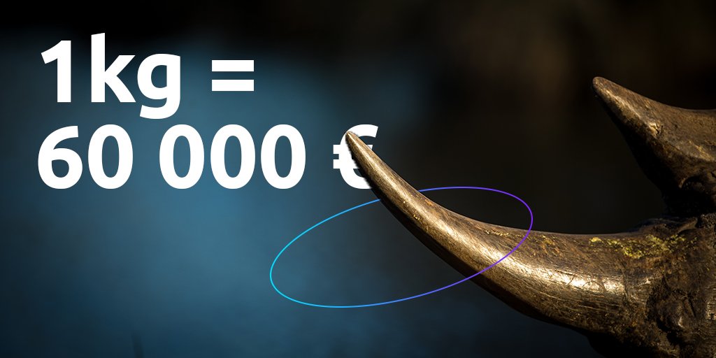 Did you know people use rhino horn as medicine and status symbol? And that it is worth as much as gold or heroin on the illegal markets? We need to keep rhinos alive. Donate here bit.ly/HelpSaveRhinos to protect rhinos! #WORTHMOREALIVE #PROTECTWILDLIFE