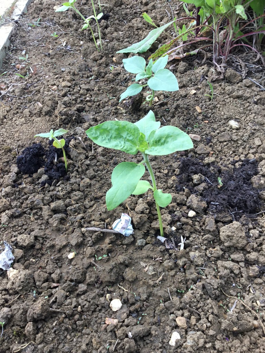 LacewingIOE's tweet photo. Our sunflowers have been transported into the wildlife garden.  They are doing well or were before the heavy rain! https://t.co/SvVC1Jo11r