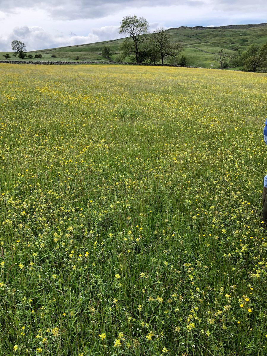 SustEnvFarming's tweet photo. @CFEonline
#flowerrichmeadow #malham @NFUnortheast
Local seed- patch scarified leading to a natural colonisation of #yellowrattle #eyebrights #redclover and careful grazing and cutting #farming https://t.co/zYR6SsrBIm