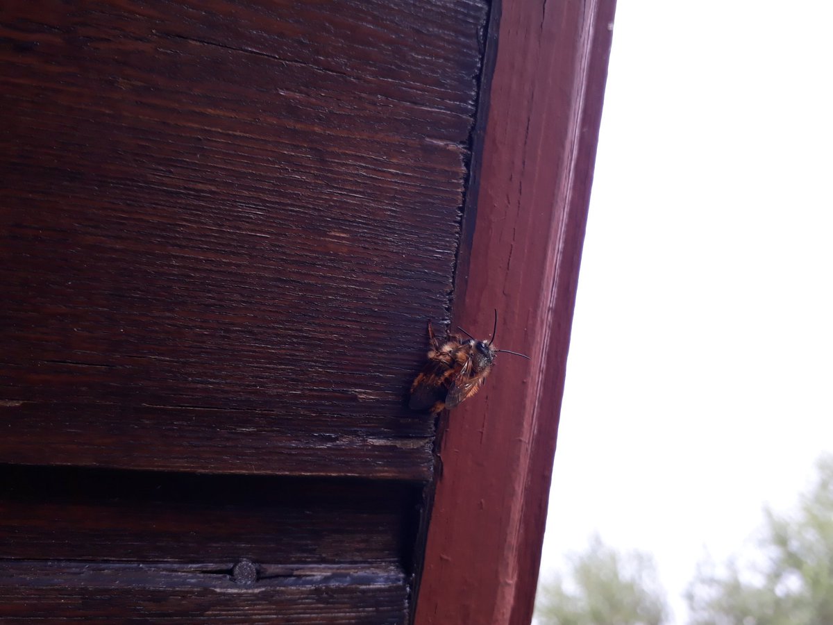 Nachdem das Bienenhotel endlich angekommen ist, durften die Mauerbienen nun schlüpfen und ausfliegen 🐝♥️
Dabei wird auch keine Zeit
 verschwendet 😉
@TiloJung @AufwachenPod 
#wildbiene #biodiversität