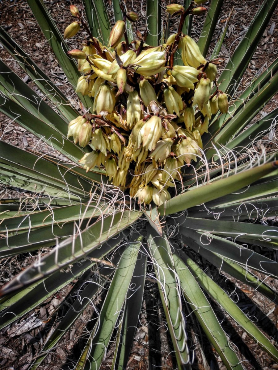 nazstuff's tweet image. Spring and Summer have merged this year, and extra rain is producing a super display of wildflowers, such as this wide-leaf Yucca Cactus. More at azdayhiker.com