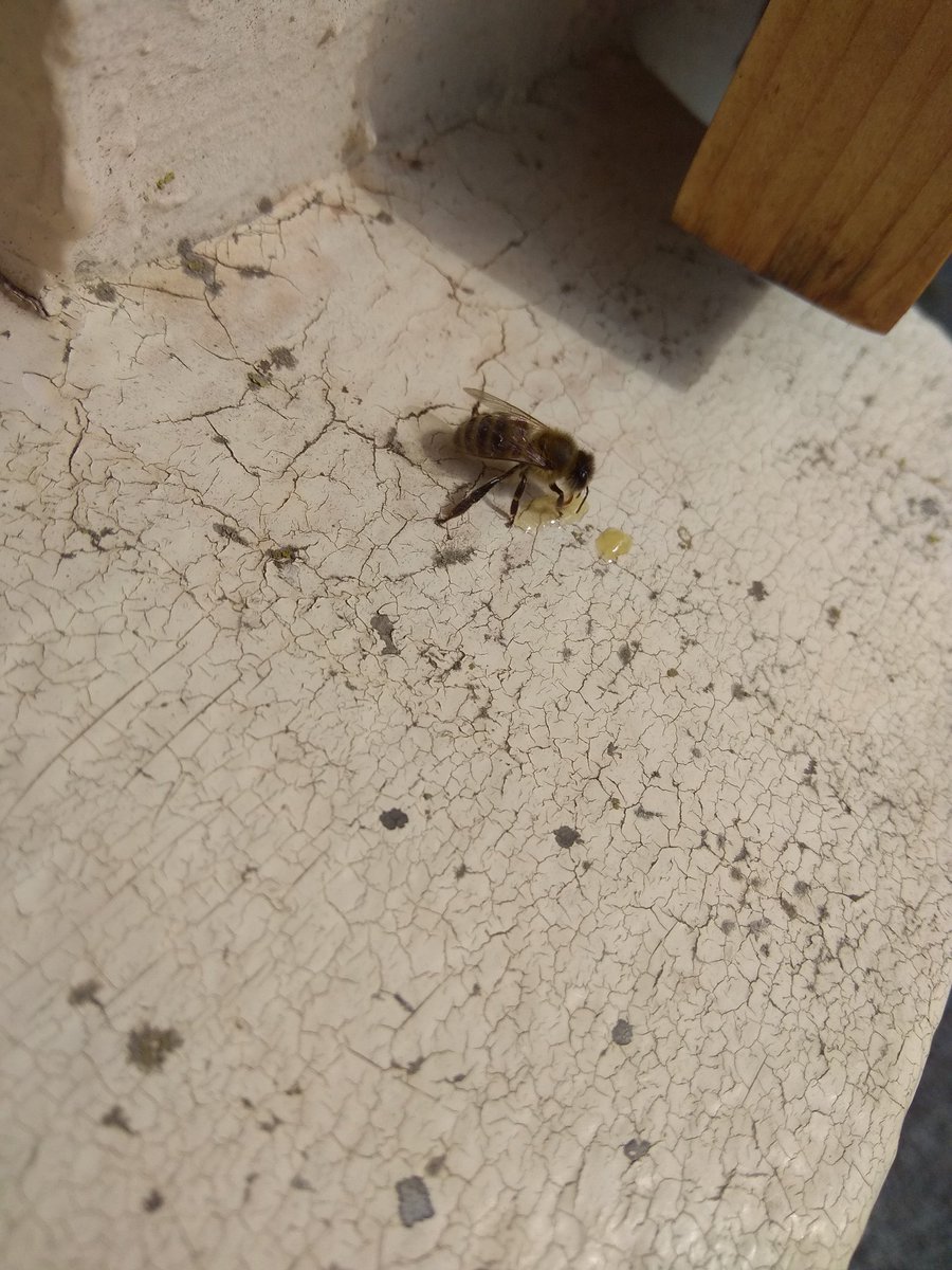 Abeille solitaire en détresse avec une petite collation pour reprendre des forces #beekeeping