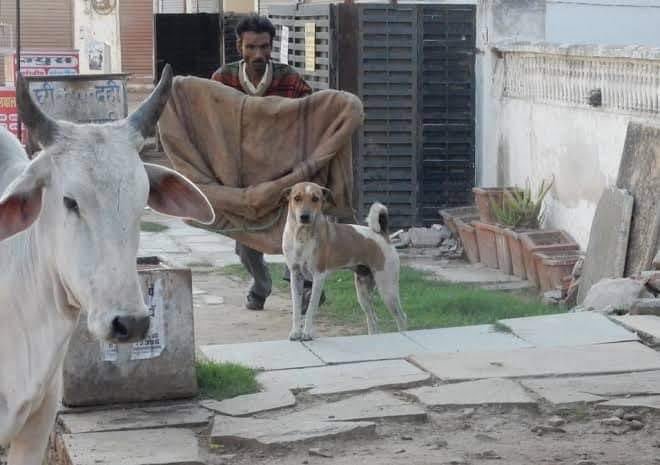 زرداری کی گرفتاری سے مقدس گائے کا کوئی تعلق نہیں ہے!