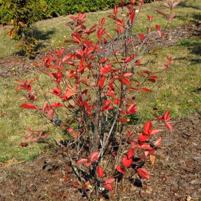 VTinvasives tweet media