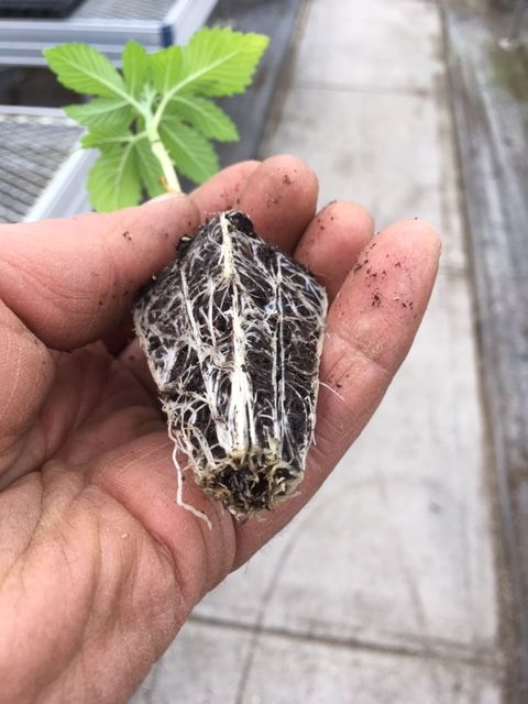 proptek's tweet photo. Yet more fantastic pictures of beautiful #hemp seedlings from a satisfied customer. These are grown in small cells - showing how a quality root-ball can mean the plants don't mind being grown in a tighter space. More quality plants in the same space = better profits! #propagation https://t.co/NoCVg9Yn5Y