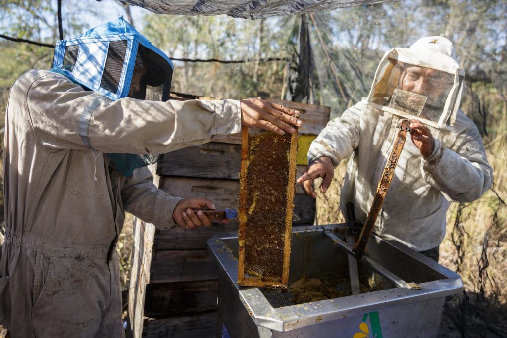 Did you know the practice of beekeeping dates back at least 4,500 years? Honey was even found in King Tut's tomb, and, because honey never spoils, it was still good!

Learn how honeybees can help end hunger and poverty around the world → ms.spr.ly/6011TJgCx