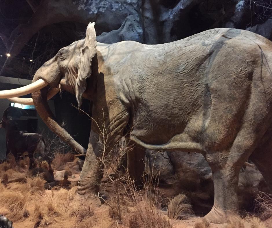 VisitCalhounCo's tweet photo. Need something to do on a rainy day in Calhoun County? Visit the Anniston Museum of Natural History and the Berman Museum of World History! #history #backintime #CalhounCounty #iHeartCalhounCo #ANaturalAttraction https://t.co/2T4Ue6x0Qh