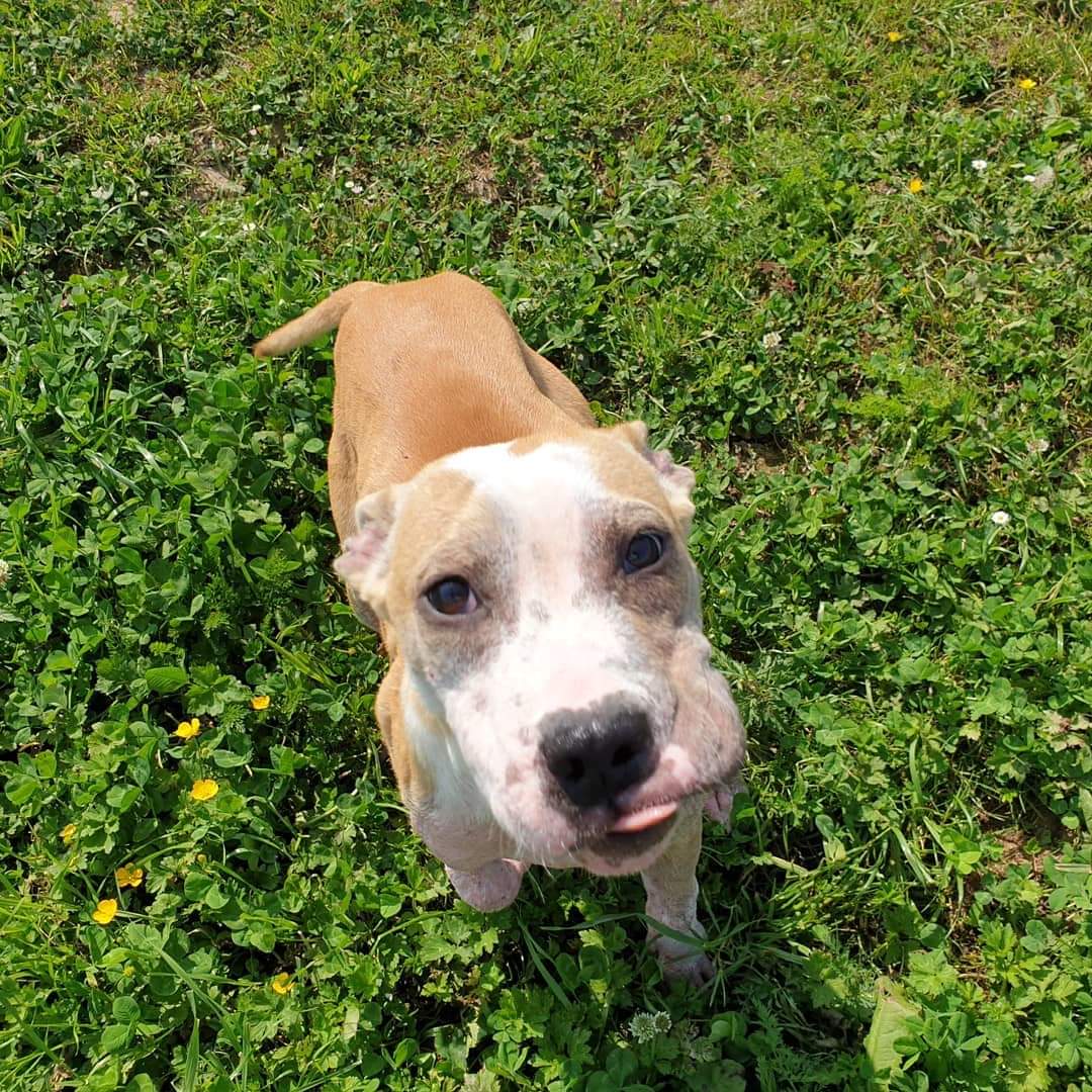 SOS_PITBULL's tweet photo. Me llamo Otero. Tengo tan solo 5 meses y mirad ya por lo que he pasado. Tengo sarna demodécica, pero me estoy recuperando. Vengo a pedir una casa, adopción o acogida al menos hasta que me recupere. Soy un bebé, ¿me ayudas?
Contacto: adoptasospitbull@gmail.com https://t.co/ArSWykqWZl