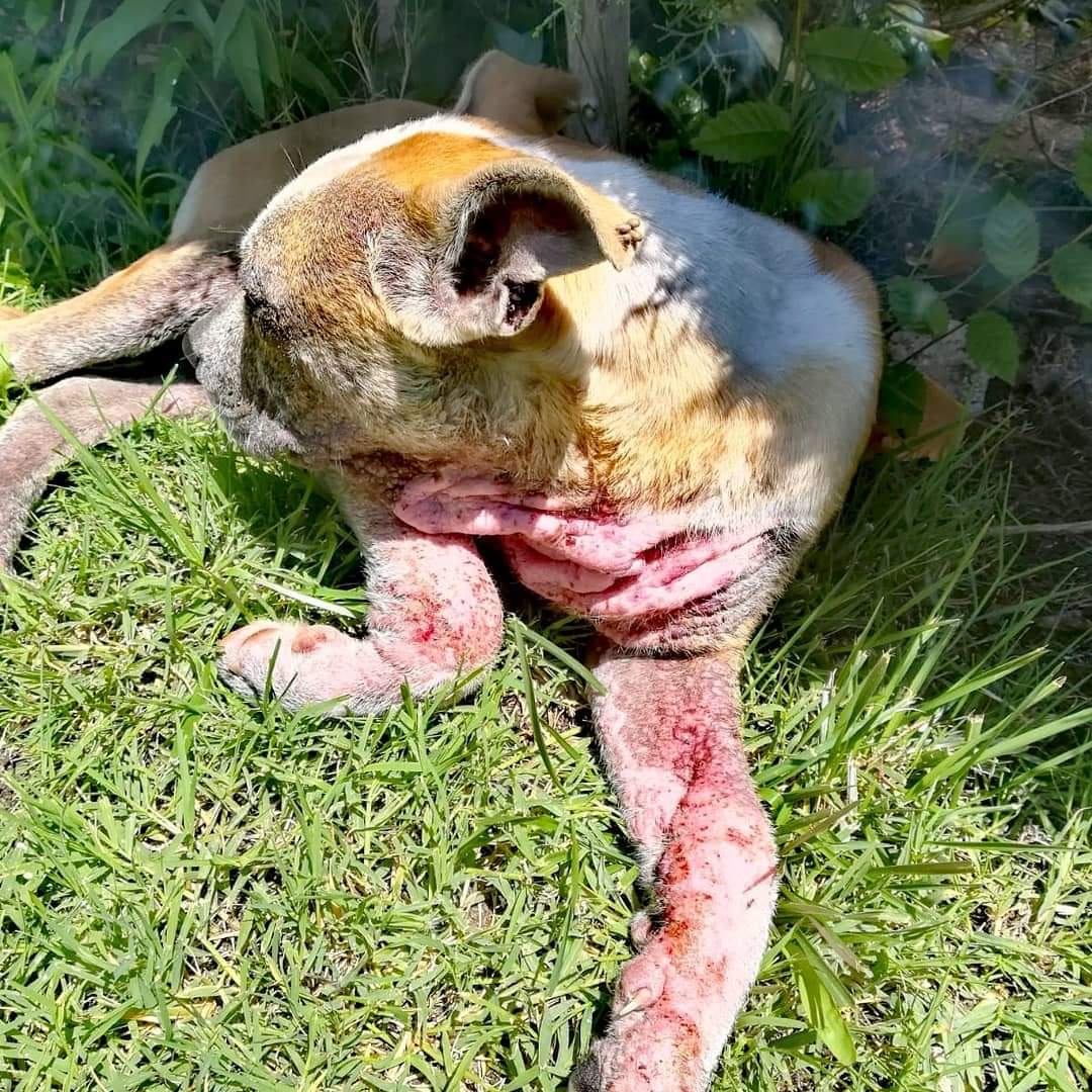 Me llamo Otero. Tengo tan solo 5 meses y mirad ya por lo que he pasado. Tengo sarna demodécica, pero me estoy recuperando. Vengo a pedir una casa, adopción o acogida al menos hasta que me recupere. Soy un bebé, ¿me ayudas?
Contacto: adoptasospitbull@gmail.com