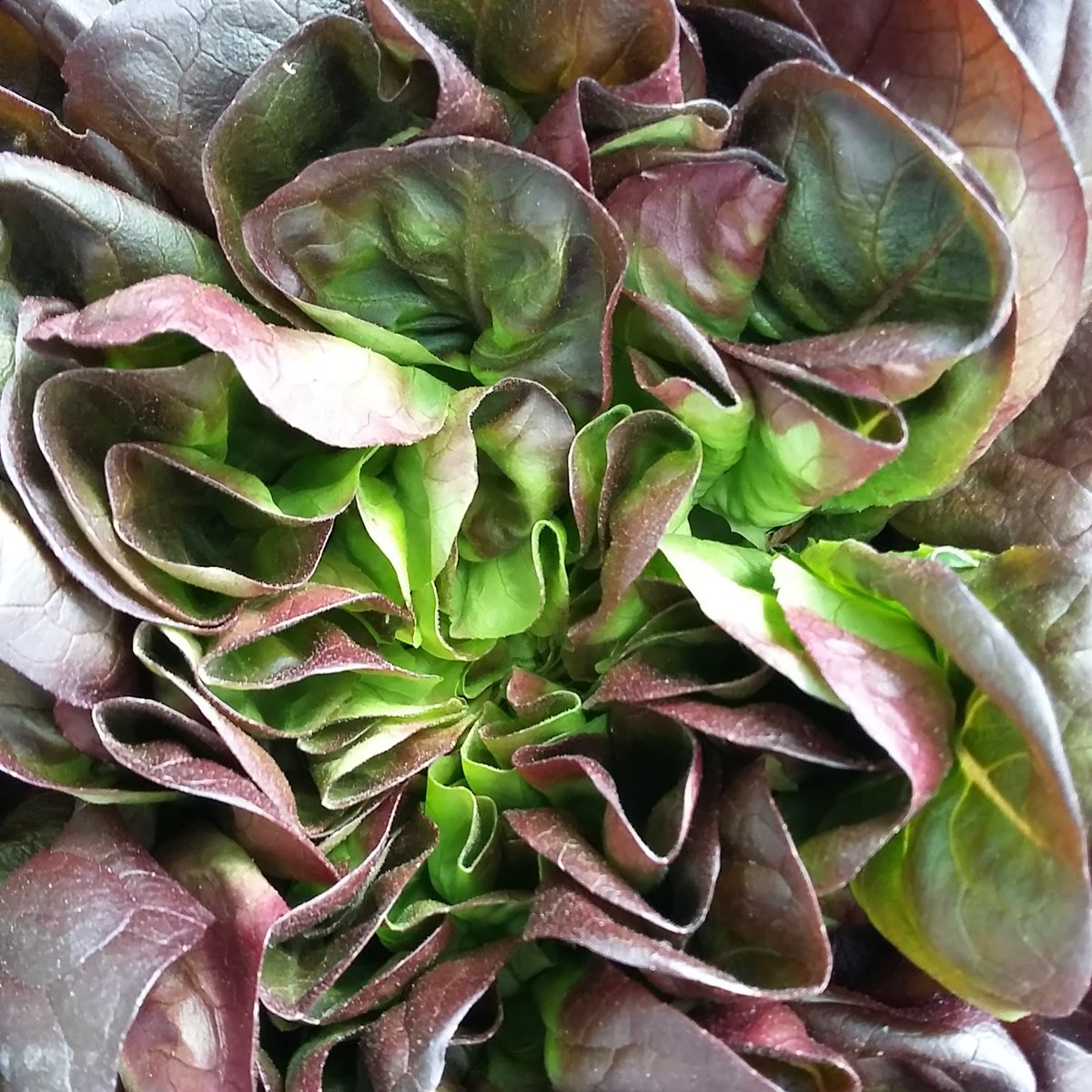 growcomm's tweet photo. What's going into the veg bags this week? All this new-season bounty and plenty more https://t.co/FUeF5qKCNx #spring #springveg #organicfarming #vegbox #localfood #eatlocal https://t.co/cC58NvU7yM